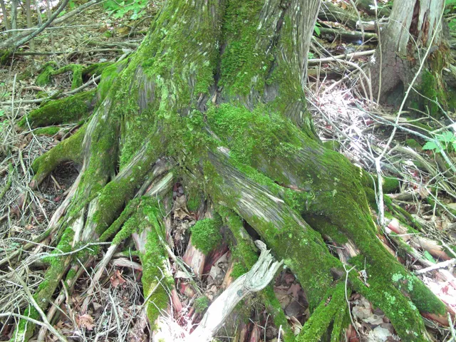 $499,000 | Xxx South Caribou Drive, Lutsen, MN 55612