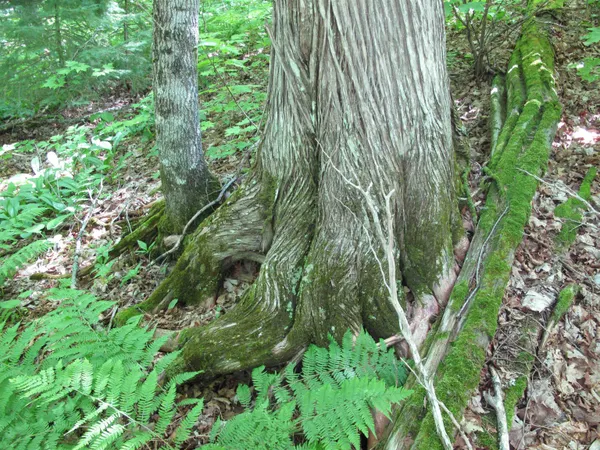 $499,000 | Xxx South Caribou Drive, Lutsen, MN 55612