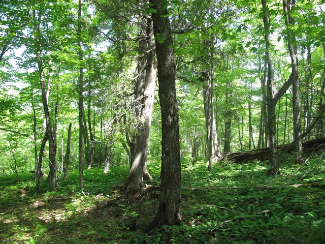 $499,000 | Xxx South Caribou Drive, Lutsen, MN 55612