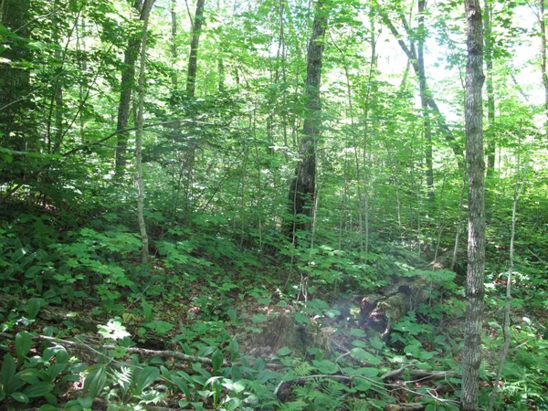 $499,000 | Xxx South Caribou Drive, Lutsen, MN 55612