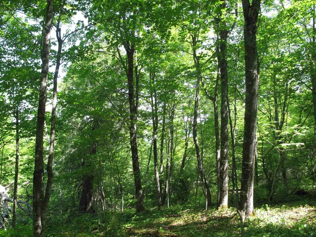 $499,000 | Xxx South Caribou Drive, Lutsen, MN 55612