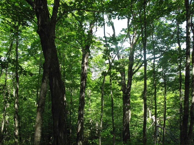 $499,000 | Xxx South Caribou Drive, Lutsen, MN 55612