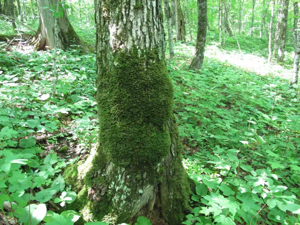 $499,000 | Xxx South Caribou Drive, Lutsen, MN 55612