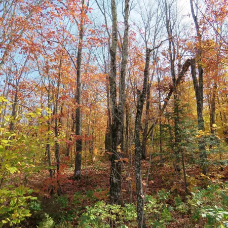 $499,000 | Xxx South Caribou Drive, Lutsen, MN 55612
