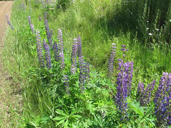 $499,000 | Xxx South Caribou Drive, Lutsen, MN 55612