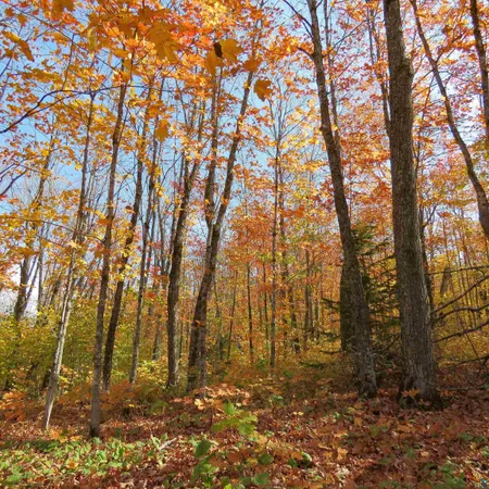 $499,000 | Xxx South Caribou Drive, Lutsen, MN 55612