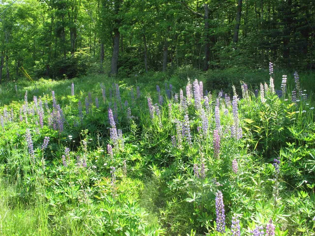 $499,000 | Xxx South Caribou Drive, Lutsen, MN 55612