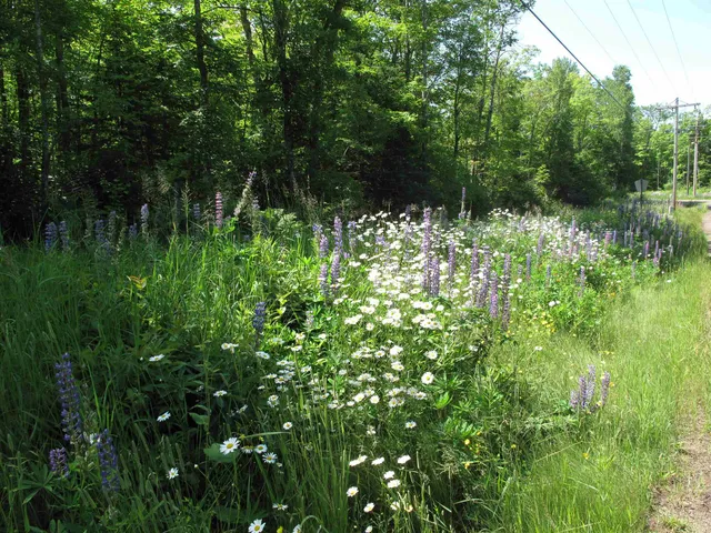 $499,000 | Xxx South Caribou Drive, Lutsen, MN 55612