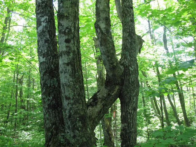 $499,000 | Xxx South Caribou Drive, Lutsen, MN 55612