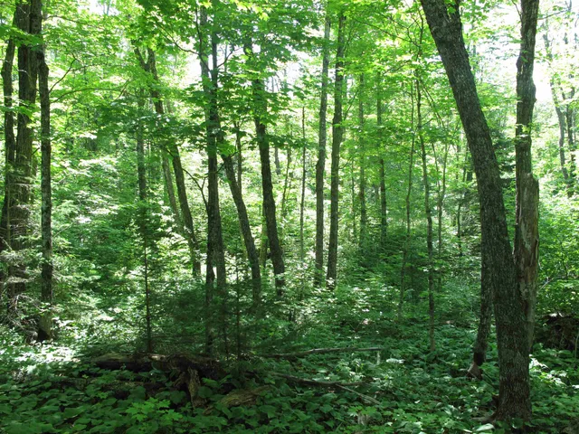 $499,000 | Xxx South Caribou Drive, Lutsen, MN 55612