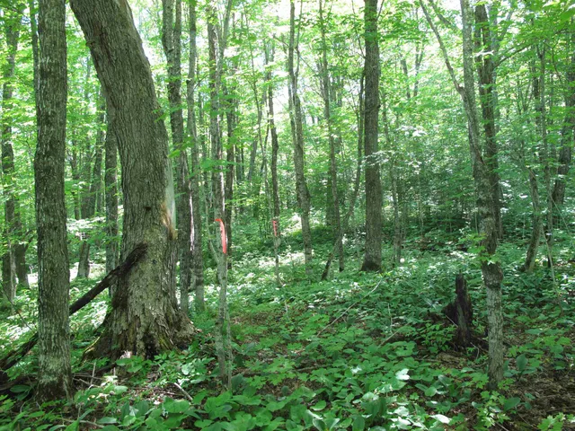 $499,000 | Xxx South Caribou Drive, Lutsen, MN 55612