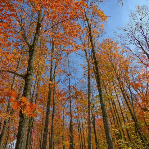 $499,000 | Xxx South Caribou Drive, Lutsen, MN 55612