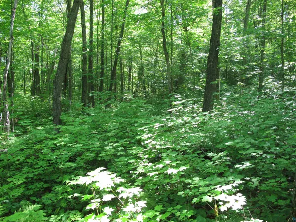 $499,000 | Xxx South Caribou Drive, Lutsen, MN 55612