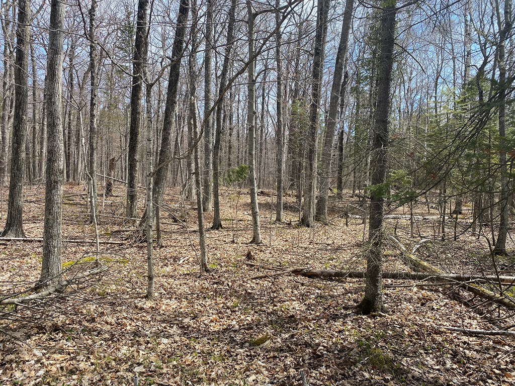 Tbd Boyers Bluff Road Washington Island, WI 54246 - Photo 6 of 10
