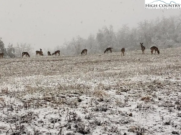 a view of a bunch of trees in a field