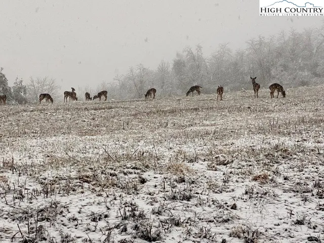 a view of a bunch of trees in a field