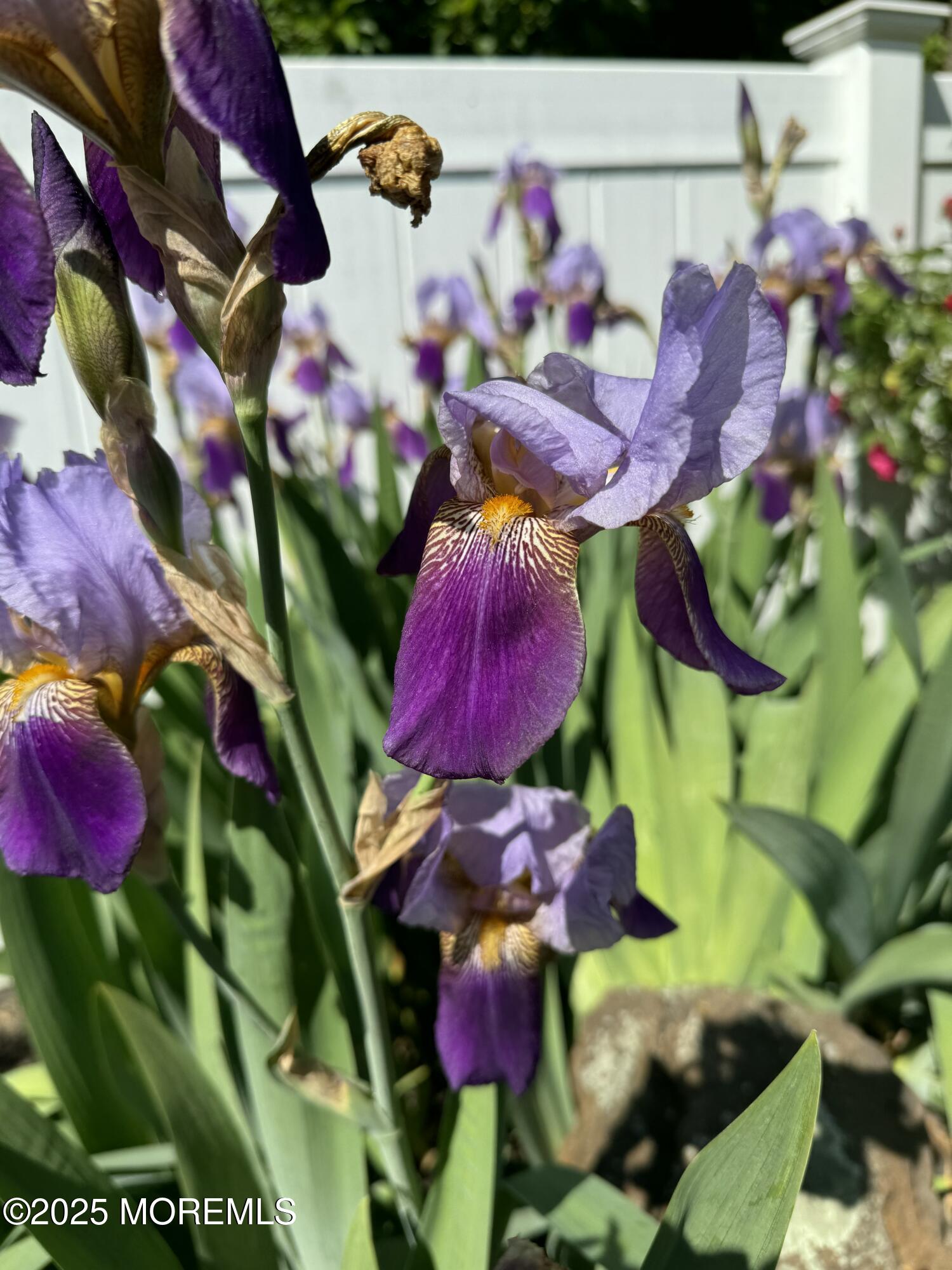 22 A Bedle Road Hazlet, NJ 07730 - Photo 24 of 32 a view of a bunch of flowers