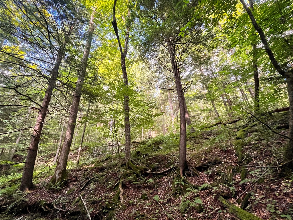 Hill Road Spencer, NY 14883 - Photo 6 of 48