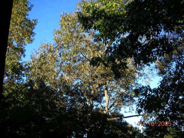 1510 Jones Road Roswell, GA 30075 - Photo 1 of 1 Representative of hardwoods on property.