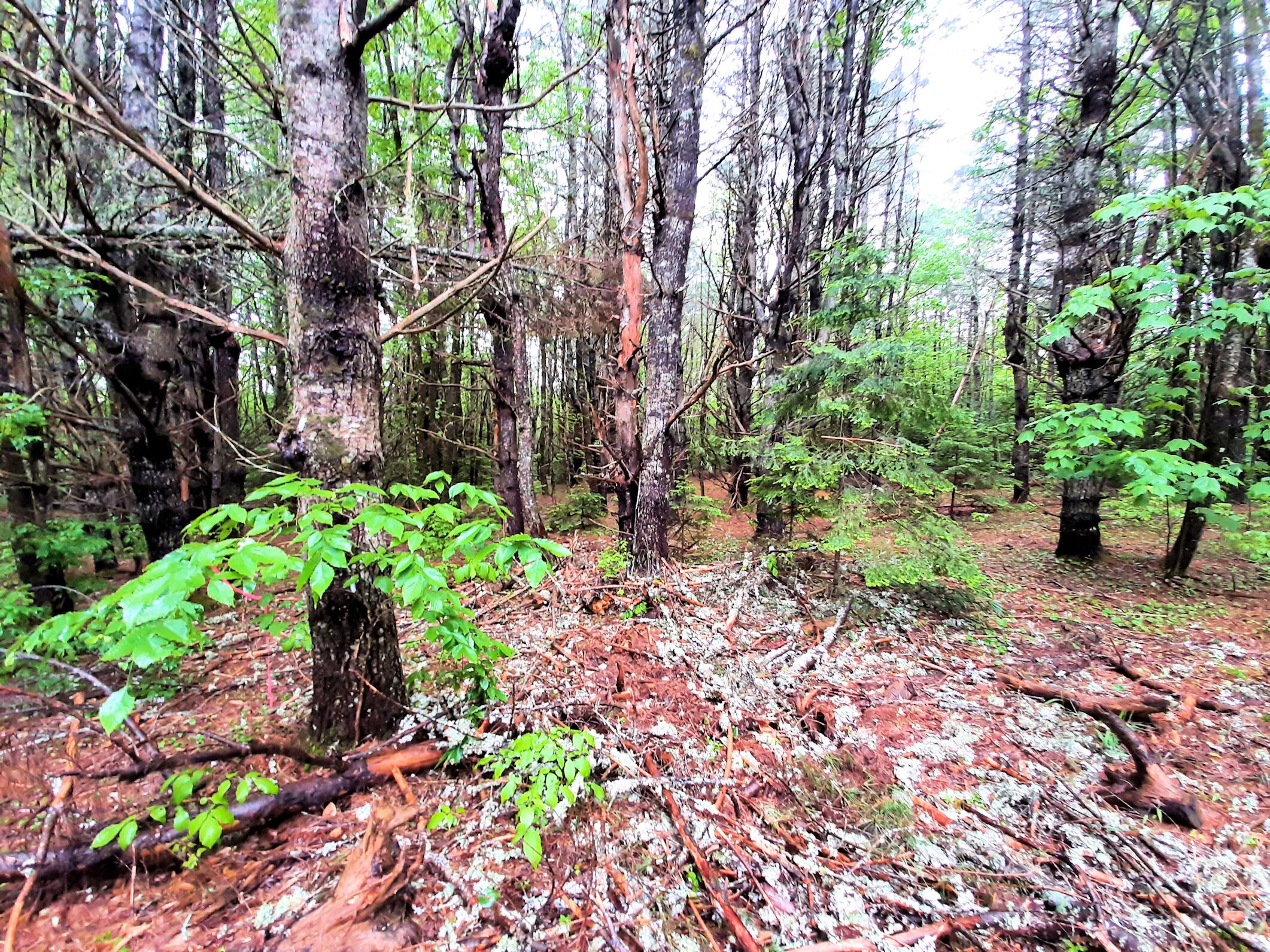 Lot # Lot#17-9 North Road Winn, ME 04495 - Photo 29 of 31 1 TBD North Road 1z3