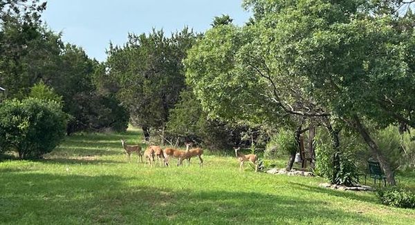 815 Riva Ridge Drive Leander, TX 78641 - Photo 11 of 16