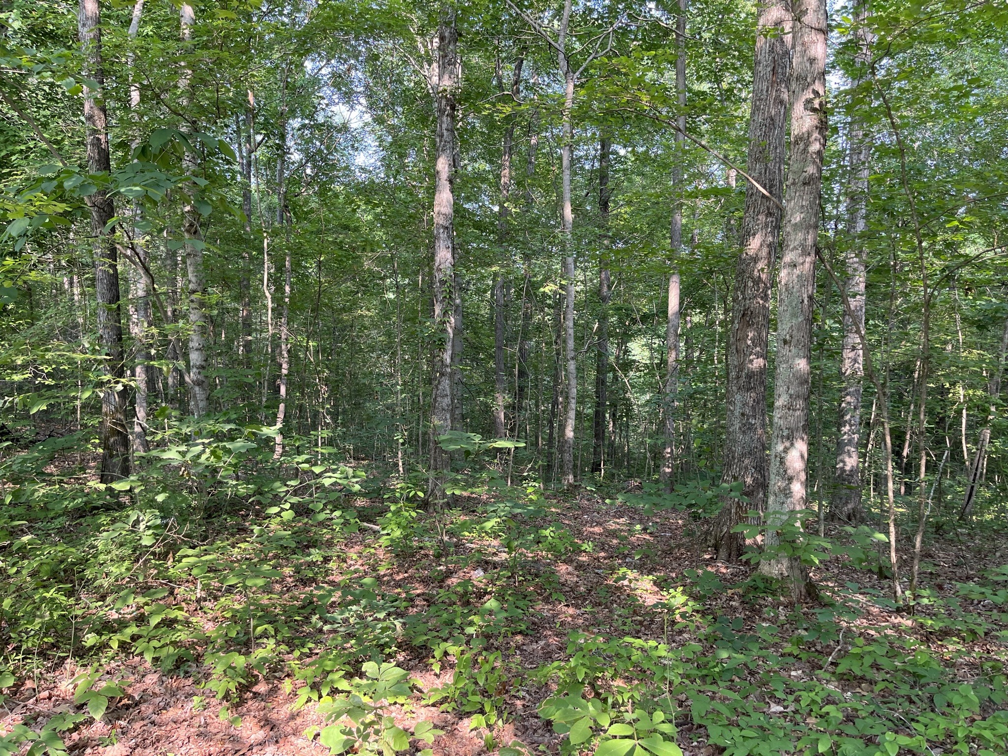 376 Brock Road Charlotte, TN 37036 - Photo 9 of 32 Gallery Image 9