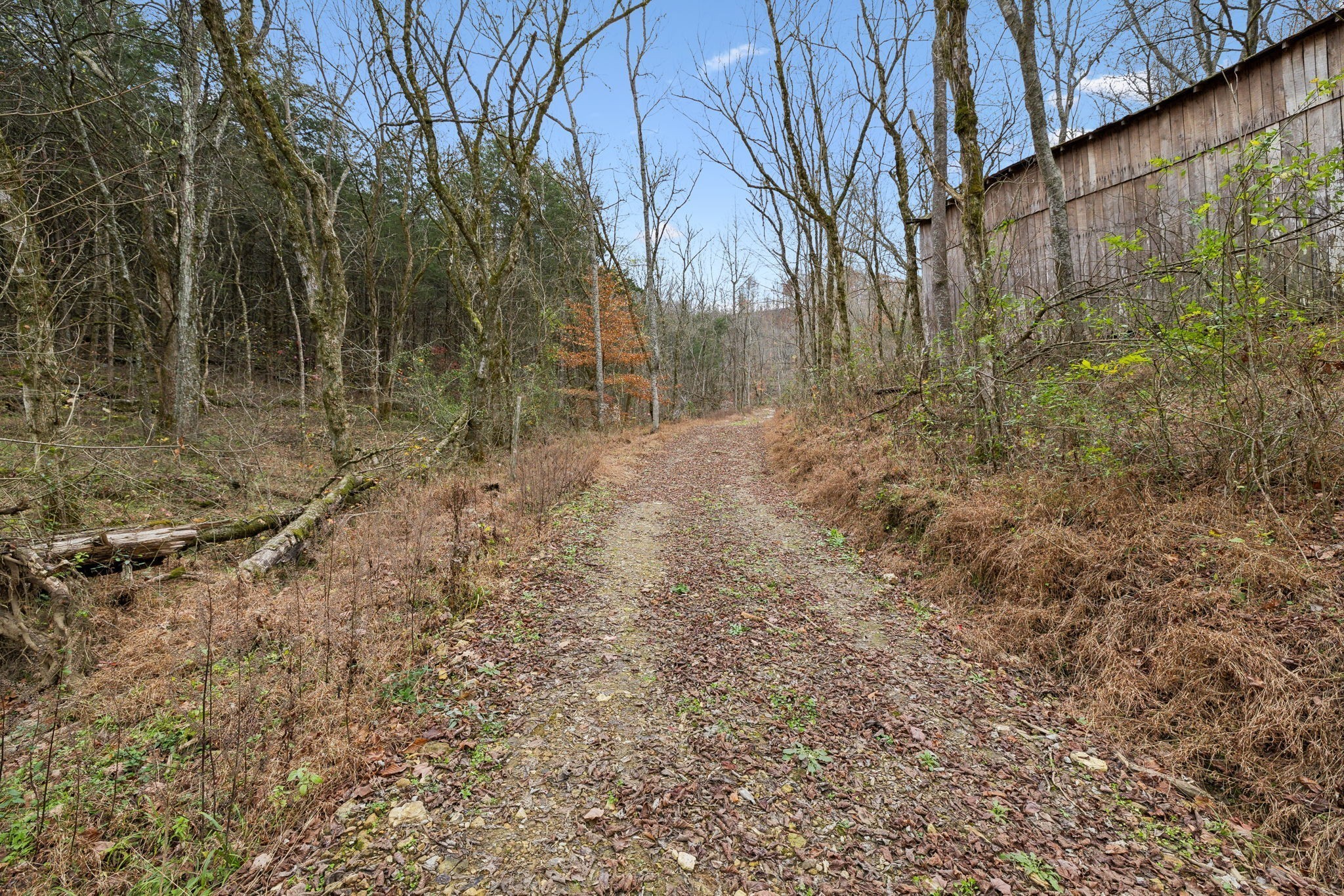 0 Long Branch Road Lancaster, TN 38569 - Photo 12 of 47 a view of a yard with trees