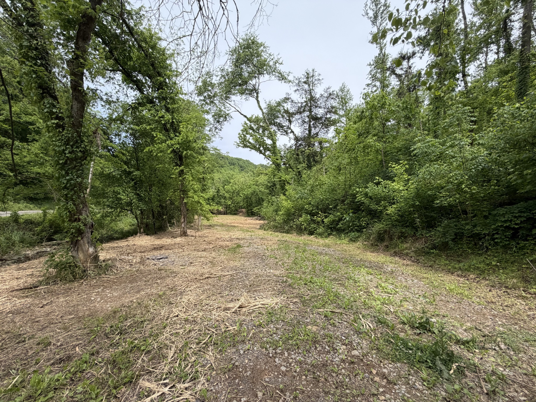 0 Long Branch Road Lancaster, TN 38569 - Photo 2 of 47 a view of a yard with a tree
