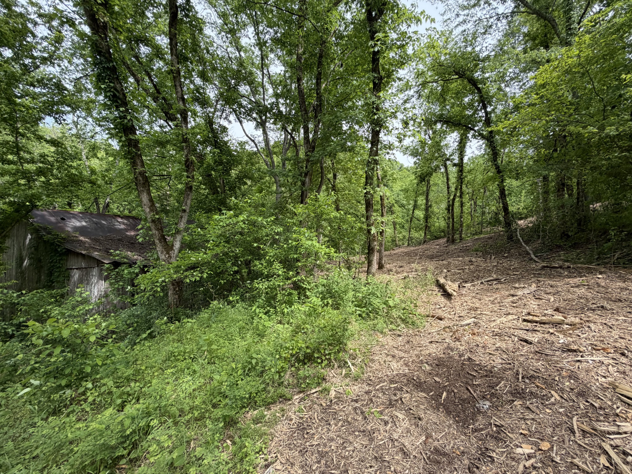 0 Long Branch Road Lancaster, TN 38569 - Photo 46 of 47 a view of a forest with trees in the background