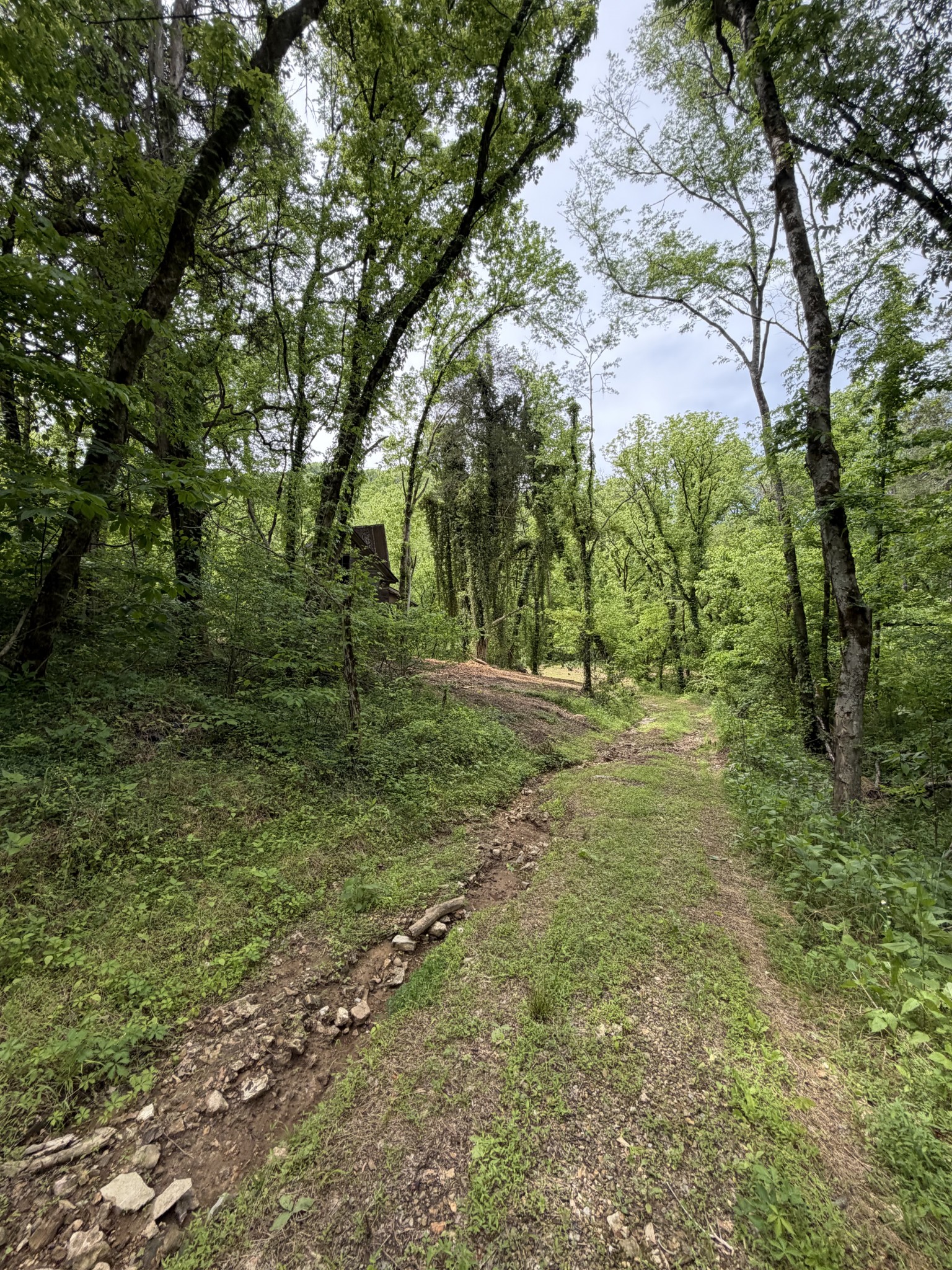 0 Long Branch Road Lancaster, TN 38569 - Photo 6 of 47 a view of outdoor space with trees all around