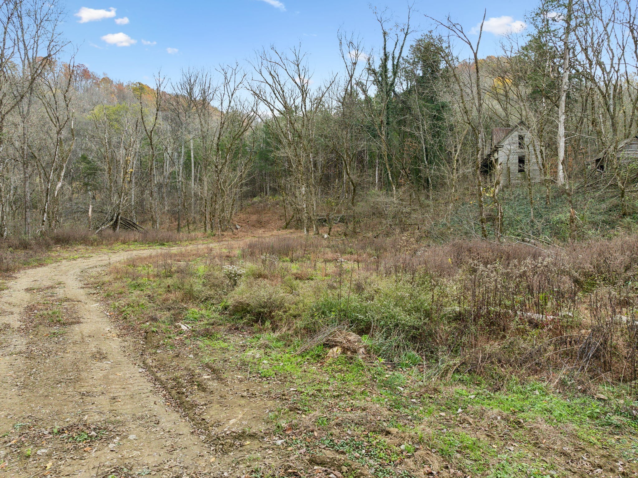 0 Long Branch Road Lancaster, TN 38569 - Photo 8 of 47 a view of a yard with trees in the background
