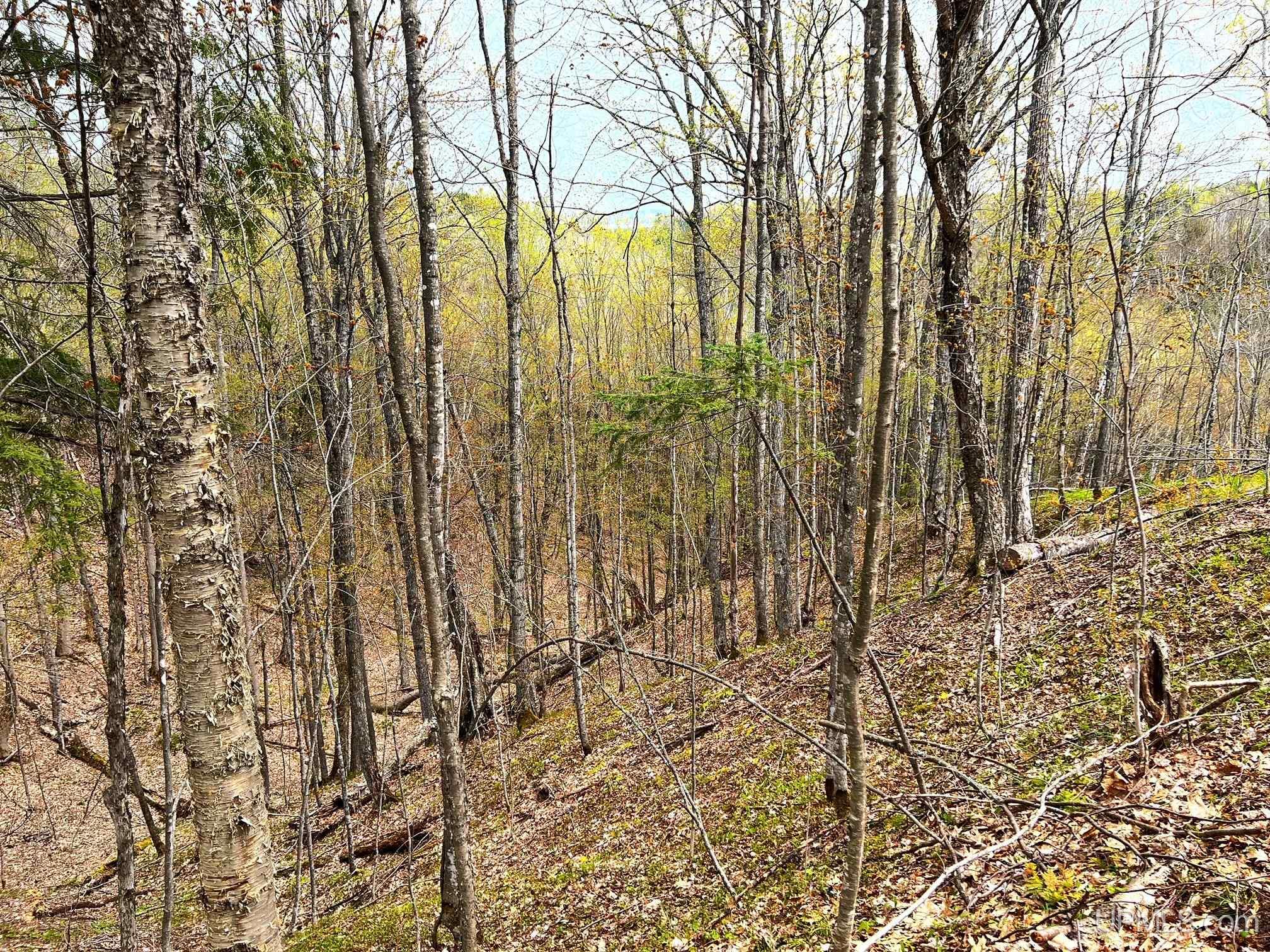 Tbd80 Tbd80 Off Baraga Plains Road Baraga, MI 49908 - Photo 21 of 25 Gallery Image 21