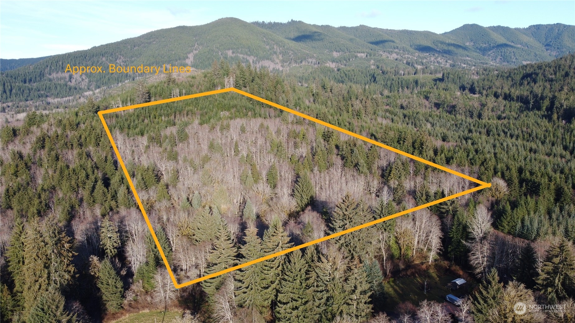 a view of a forest from a mountain view