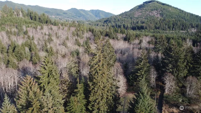 a view of a forest with a forest