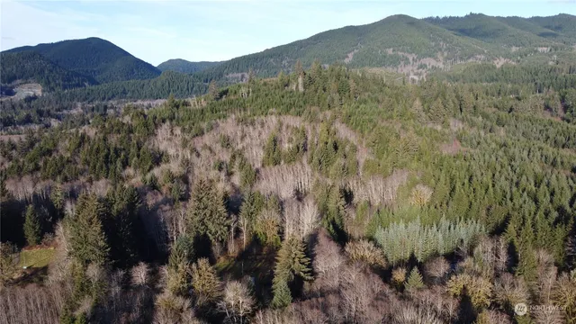 a view of a forest with mountains in the background
