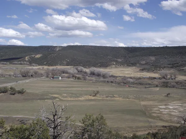a view of a dry yard with trees