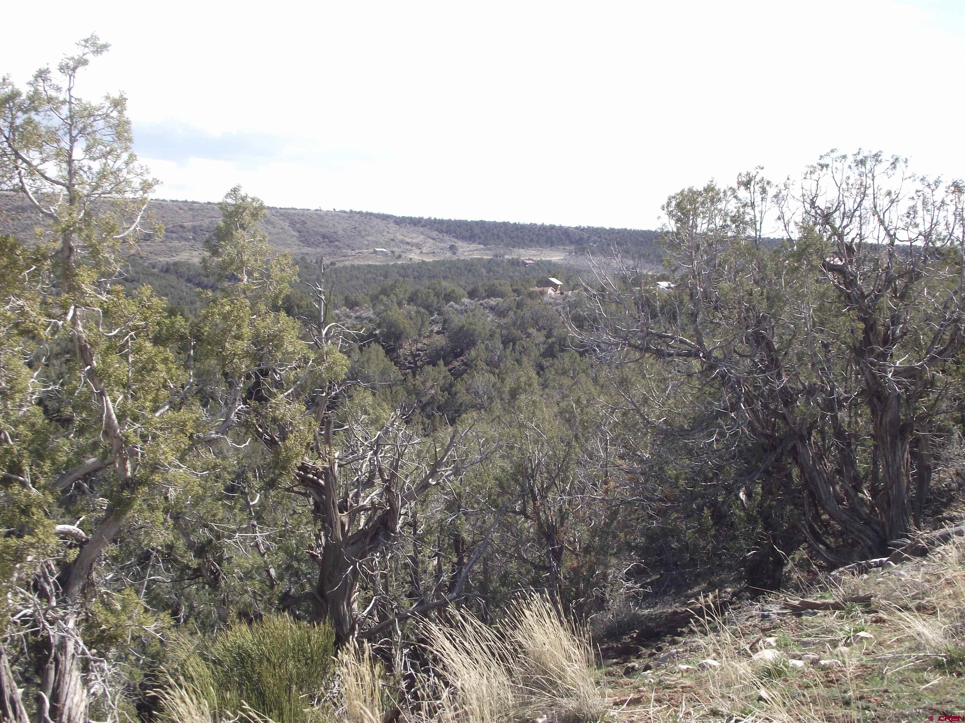15842 Heavens View Road Cedaredge, CO 81413 - Photo 28 of 28 a view of a dry yard with trees