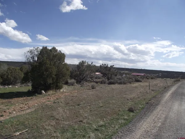 a view of a dry yard with trees