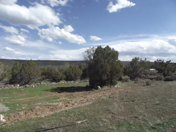 a view of a yard with an trees