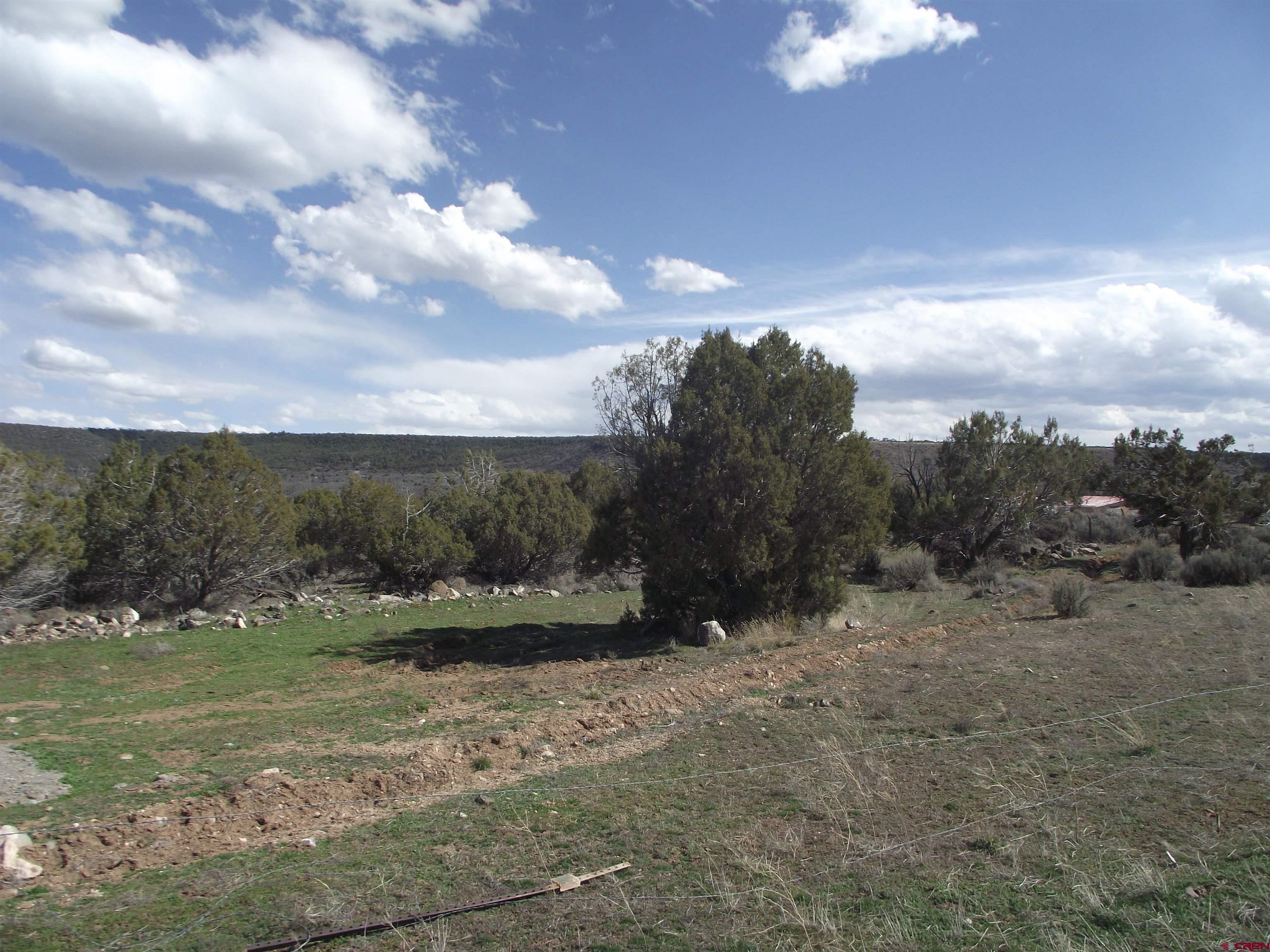 15842 Heavens View Road Cedaredge, CO 81413 - Photo 6 of 28 a view of a yard with an trees