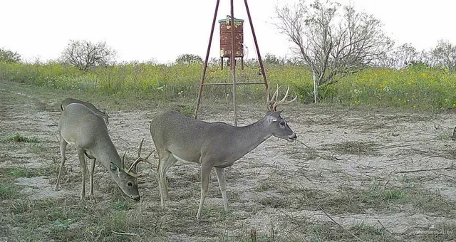 $945,000 | 0 Fm 1017 Highway, Hebbronville, TX 78361