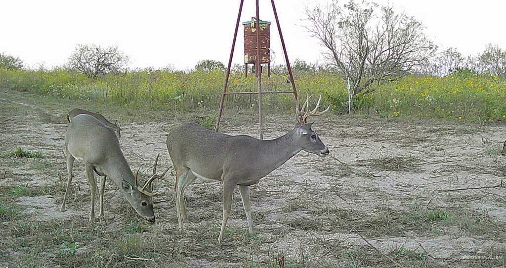 0 Fm 1017 Highway Hebbronville, TX 78361 - Photo 17 of 20 a view of a outdoor space