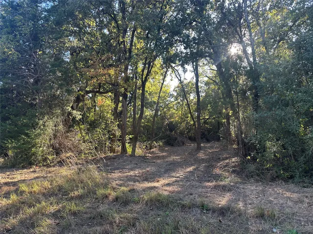 a view of a forest with trees