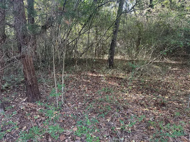 a view of a forest with trees