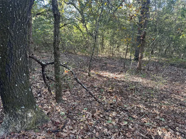 a view of a forest with trees in the background