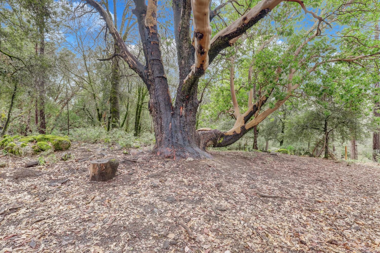 11625 Tyler Foote Road Nevada City, CA 95959 - Photo 70 of 96 a backyard of a house with lots of green space