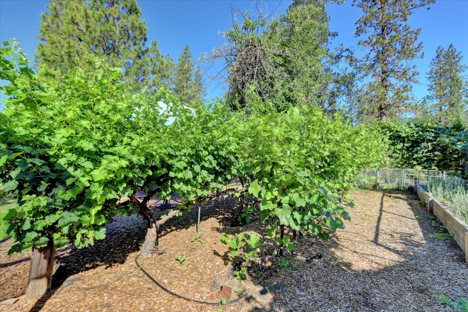 11625 Tyler Foote Road Nevada City, CA 95959 - Photo 84 of 96 a backyard of a house with a yard and outdoor seating