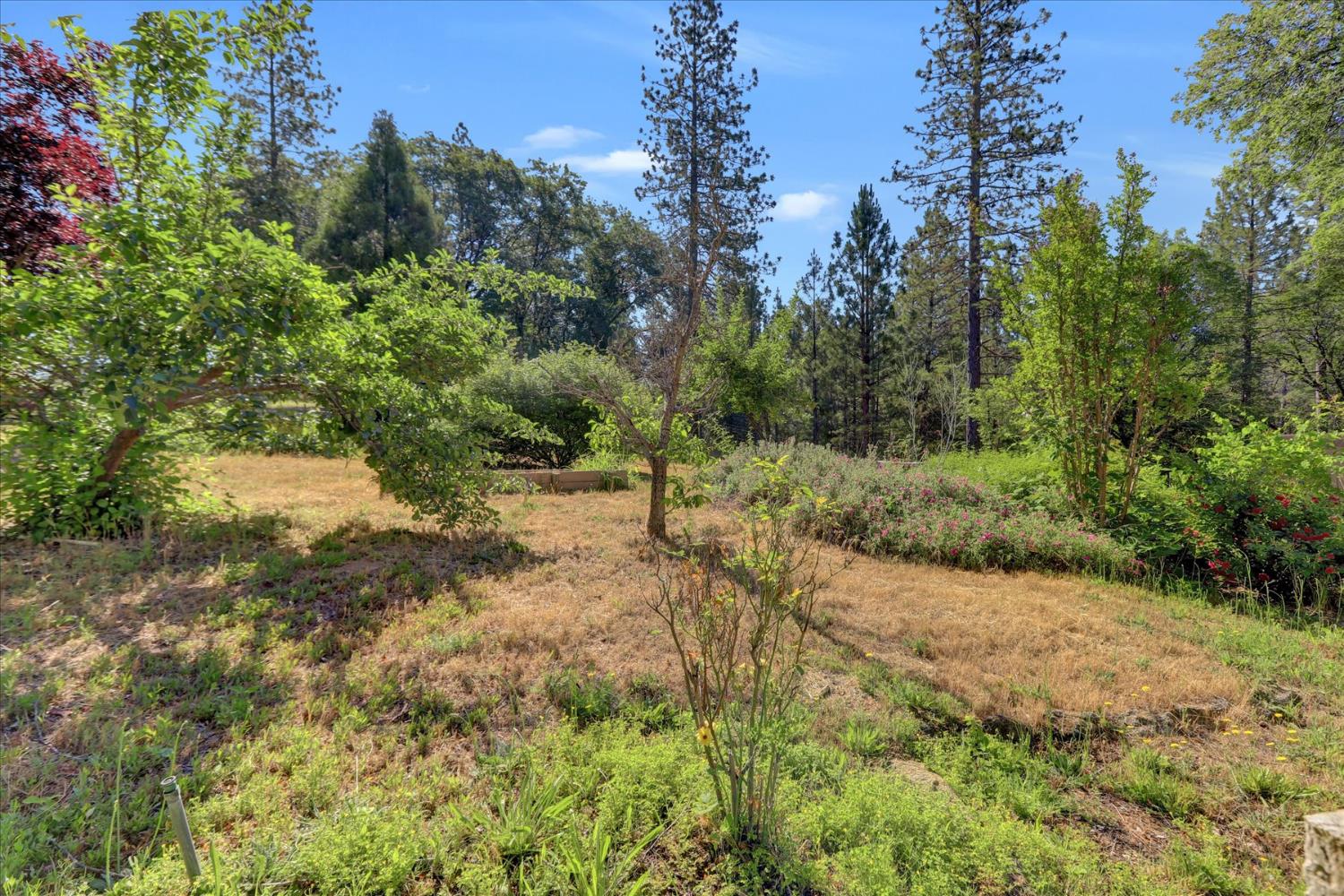 11625 Tyler Foote Road Nevada City, CA 95959 - Photo 90 of 96 a view of a forest with trees in the background
