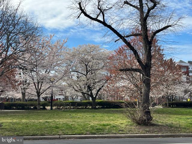 227 6th Street Northeast Washington, DC 20002 - Photo 28 of 30 Cherry Blossoms on the Park