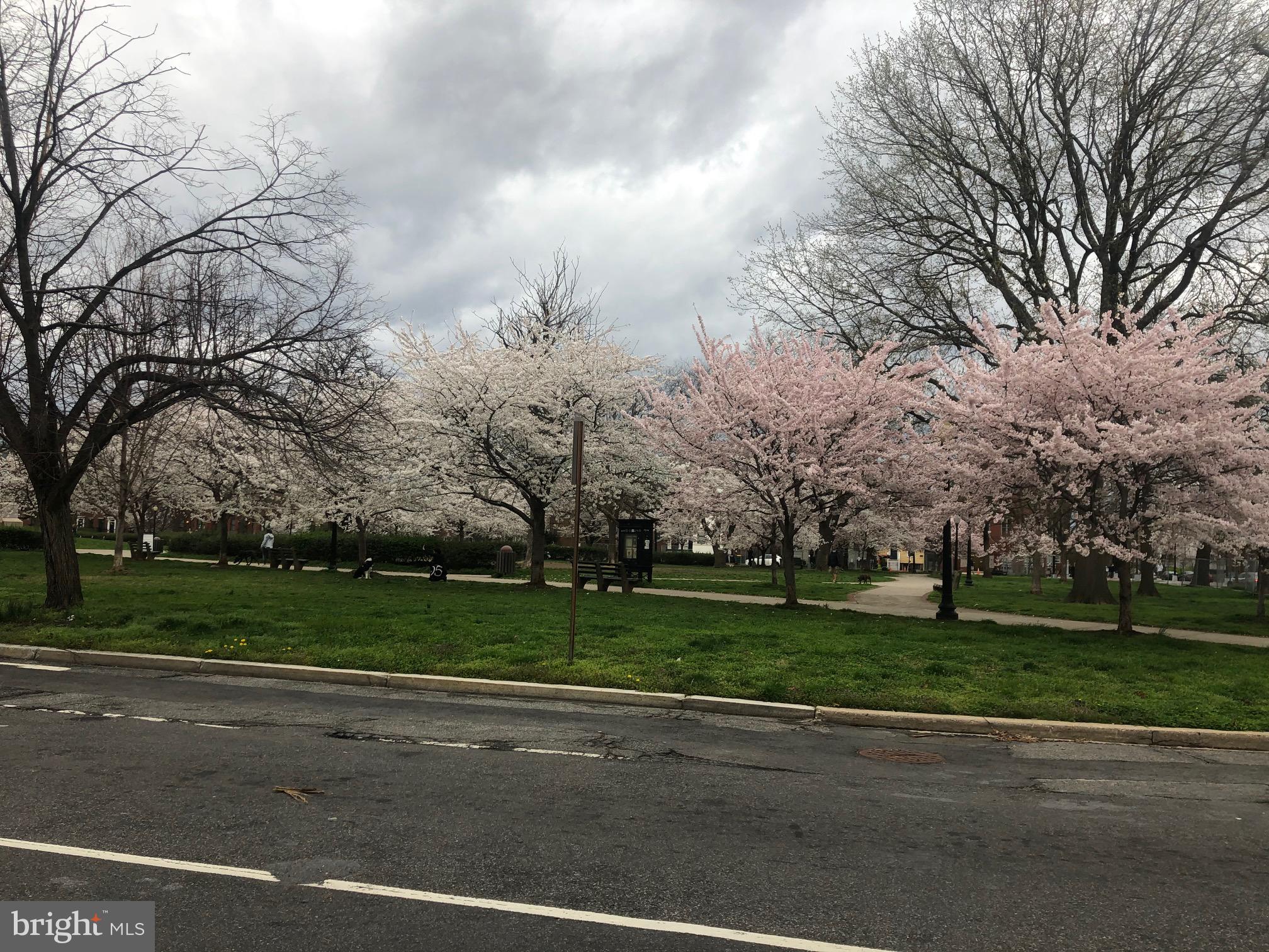 227 6th Street Northeast Washington, DC 20002 - Photo 29 of 30 Blossoms in March!